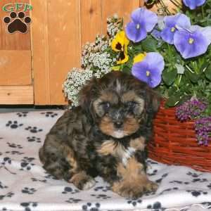 Kiri, Cavapoo Puppy