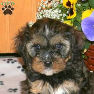 Kiri, Cavapoo Puppy