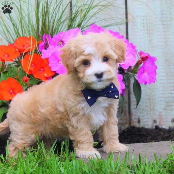 Kisses, Maltipoo Puppy