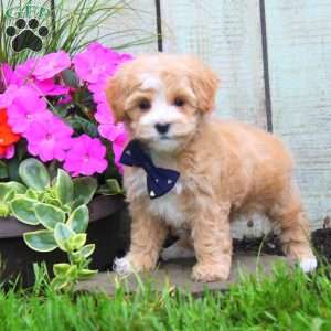 Kisses, Maltipoo Puppy