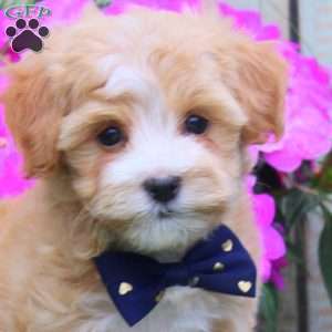 Kisses, Maltipoo Puppy