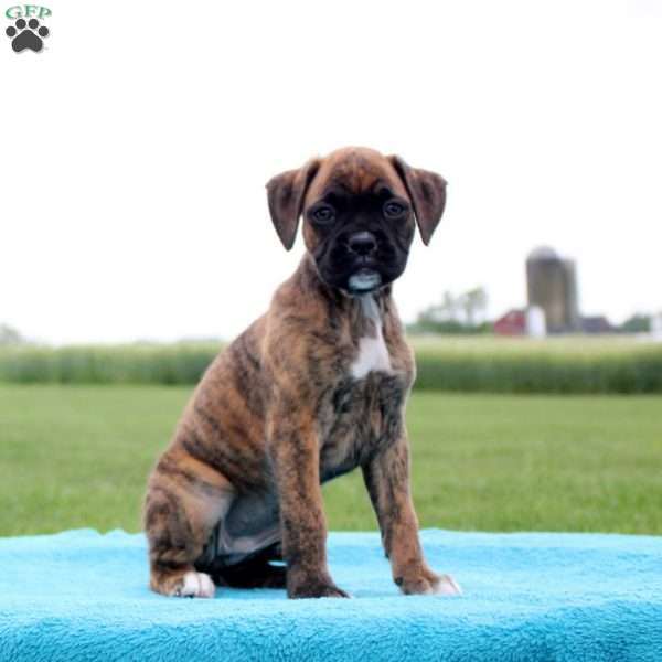 Kit Kat, Boxer Puppy