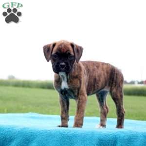 Kit Kat, Boxer Puppy