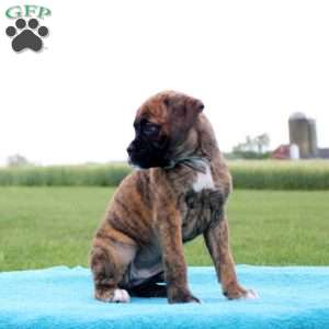 Kit Kat, Boxer Puppy