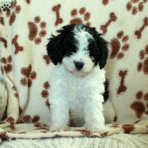 Kit, Cavapoo Puppy