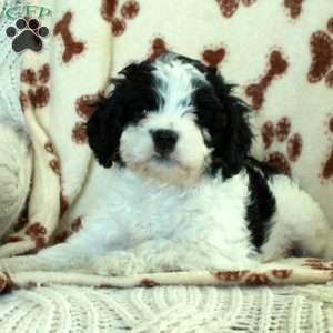 Kit, Cavapoo Puppy