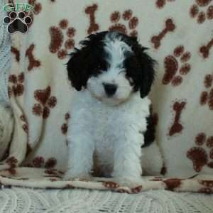 Kit, Cavapoo Puppy