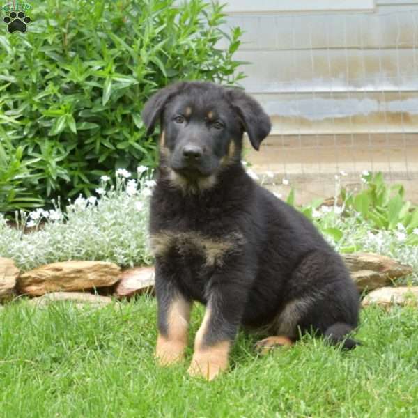 Kodiak, German Shepherd Puppy