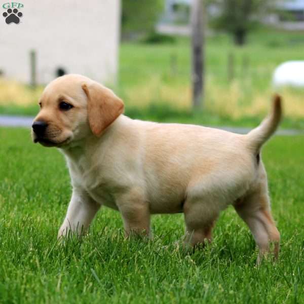 Kody, Fox Red Labrador Retriever Puppy