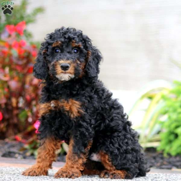 Kody, Miniature Poodle Puppy