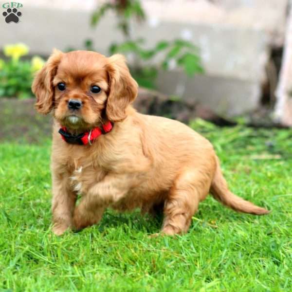 Kody, Cavalier King Charles Spaniel Puppy