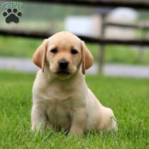 Kody, Fox Red Labrador Retriever Puppy