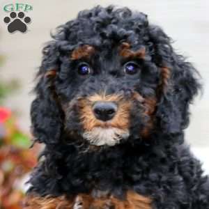Kody, Miniature Poodle Puppy