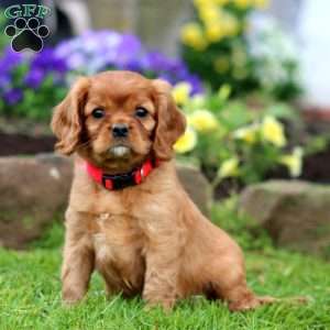 Kody, Cavalier King Charles Spaniel Puppy
