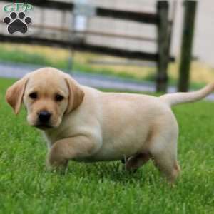 Kody, Fox Red Labrador Retriever Puppy