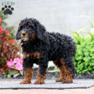 Kody, Miniature Poodle Puppy