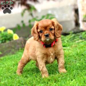 Kody, Cavalier King Charles Spaniel Puppy
