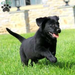 Kolby, Black Labrador Retriever Puppy