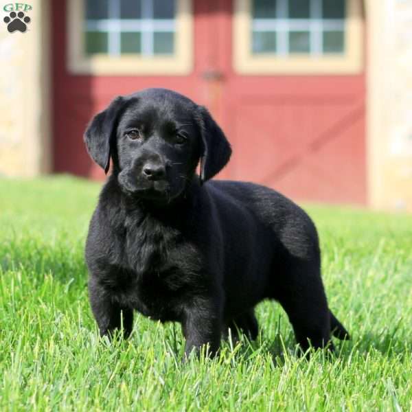 Kolby, Black Labrador Retriever Puppy