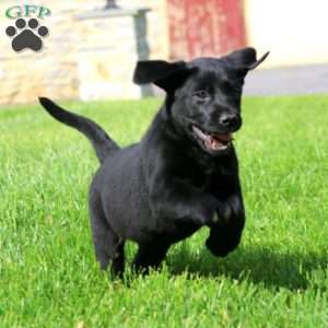 Kolby, Black Labrador Retriever Puppy