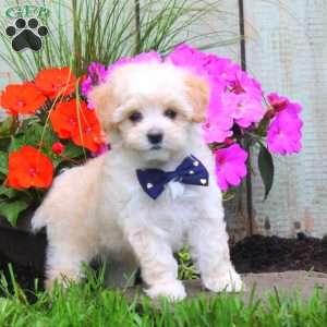 Kolton, Maltipoo Puppy
