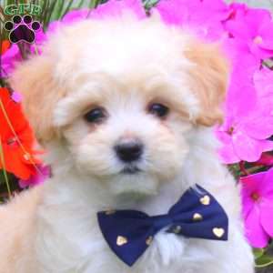 Kolton, Maltipoo Puppy