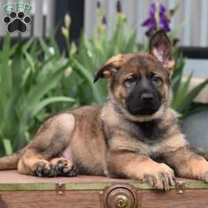 Kooper, German Shepherd Puppy