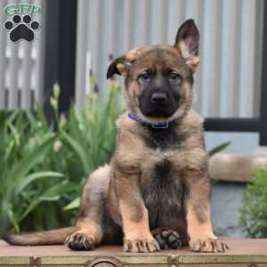 Kooper, German Shepherd Puppy