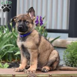 Kooper, German Shepherd Puppy