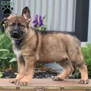 Kooper, German Shepherd Puppy