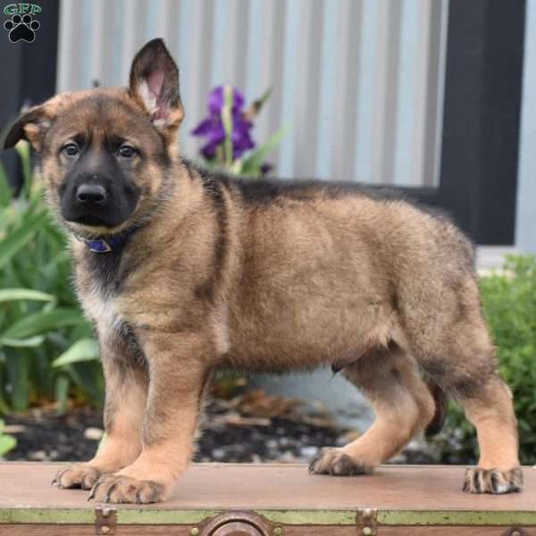 Kooper, German Shepherd Puppy