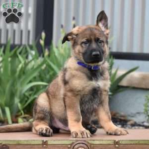Kooper, German Shepherd Puppy