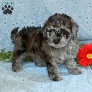 Krissy, Miniature Poodle Puppy