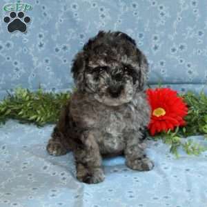 Krissy, Miniature Poodle Puppy