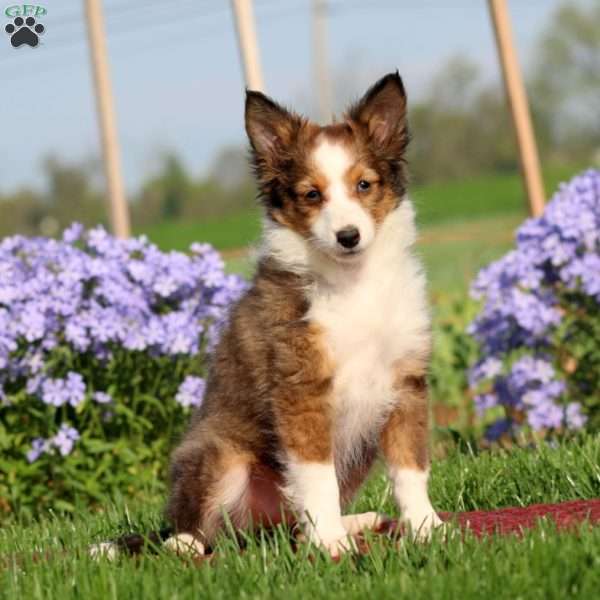 Krissy, Sheltie Puppy