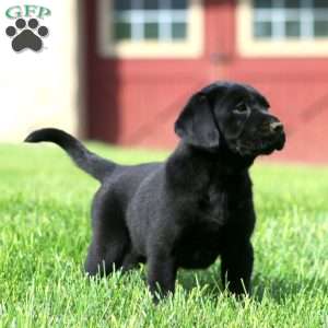 Krystal, Black Labrador Retriever Puppy