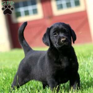 Krystal, Black Labrador Retriever Puppy