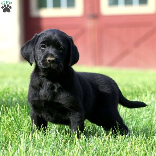 Krystal, Black Labrador Retriever Puppy
