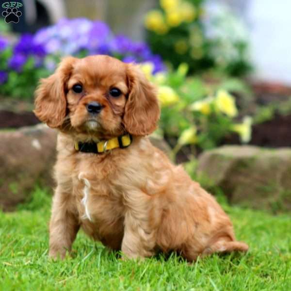 Kutie, Cavalier King Charles Spaniel Puppy