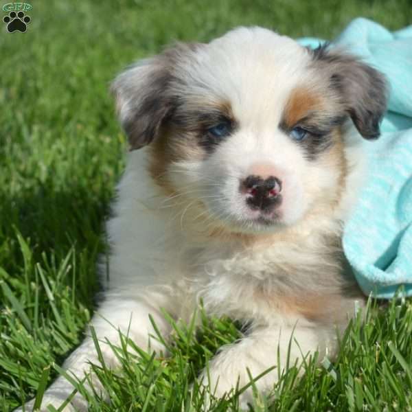 Kyle, Australian Shepherd Puppy