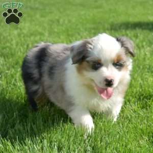 Kyle, Australian Shepherd Puppy