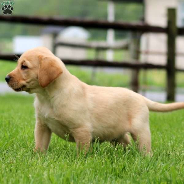 Kyle, Fox Red Labrador Retriever Puppy
