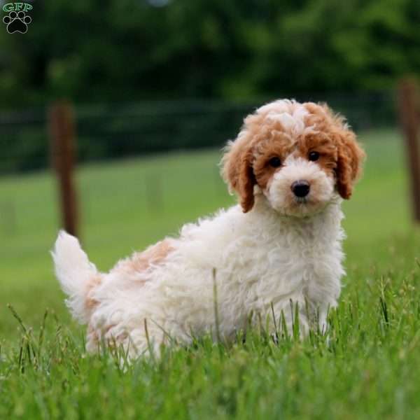 Kyle, Miniature Poodle Puppy