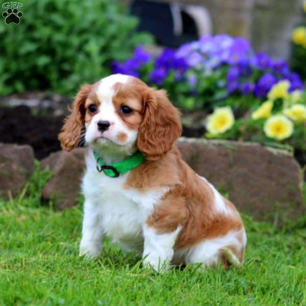 Kyle, Cavalier King Charles Spaniel Puppy