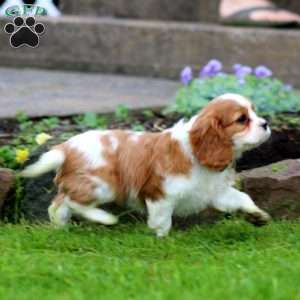Kyle, Cavalier King Charles Spaniel Puppy