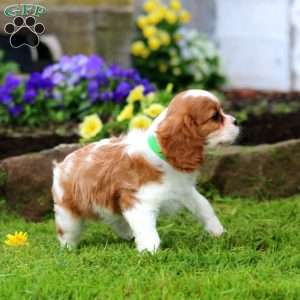 Kyle, Cavalier King Charles Spaniel Puppy