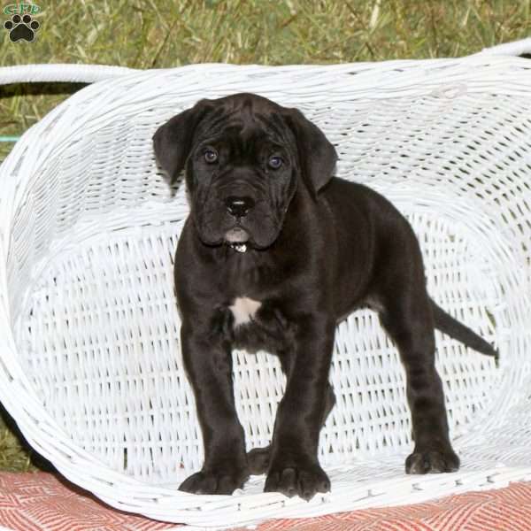 Kylie, Presa Cane Canario Puppy