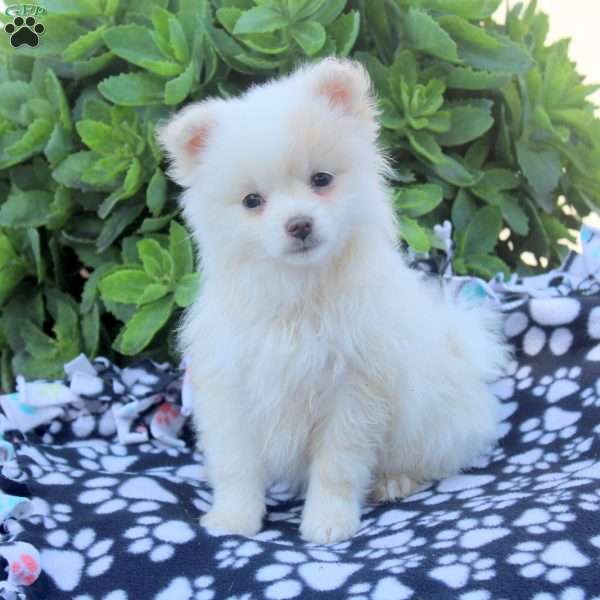 Kylie, Pomeranian Puppy