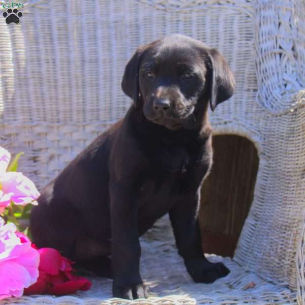 Kylie, Black Labrador Retriever Puppy