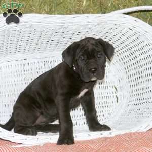 Kylie, Presa Cane Canario Puppy